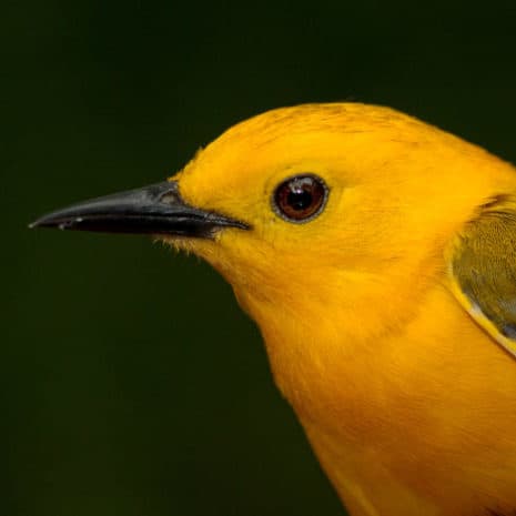 Prothonotary warbler, Birds of St. Landry