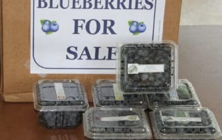 Opelousas Farmers Market Blueberries in Opelousas, Louisiana