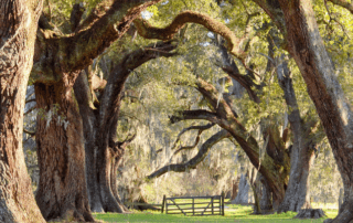 The Oaks at the Academy of the Sacred Heart in Grand Coteau