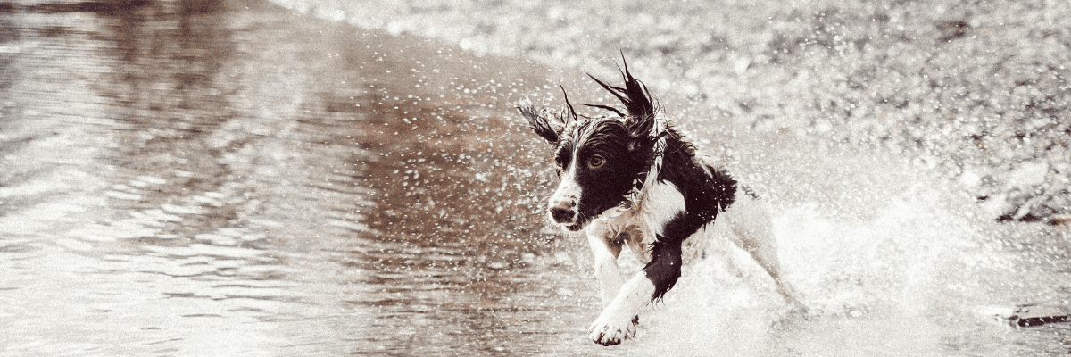 Hunting Retriever Club International Grand