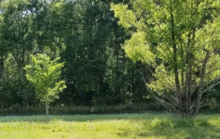 Pond, Thistlethwaite WMA, Washington, LA