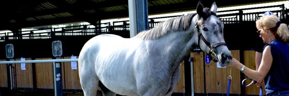 Consignor Yearling Sale, Equine Sales, Opelousas, Louisiana