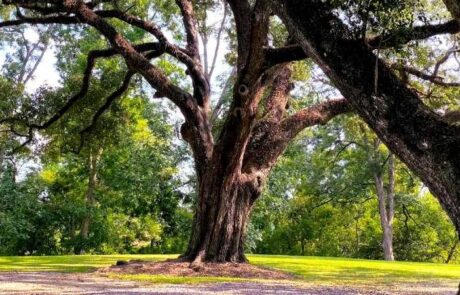 Taylor's Retreat, Arnaudville, Louisiana