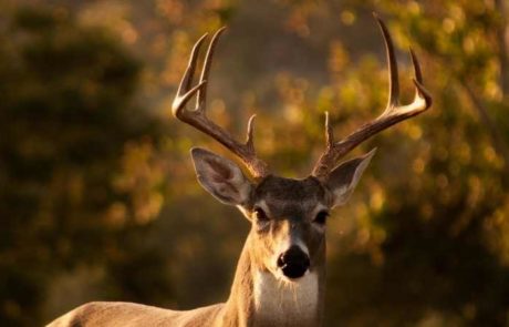 deer, St. Landry Parish, Louisiana