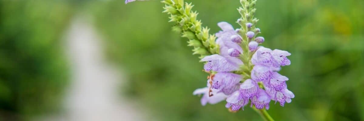 Cajun Prairie Restoration Tour, Eunice, Louisiana