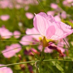 Acadiana Native Plant Project