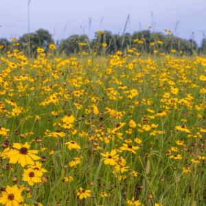 Zydeco Cajun Prairie Scenic Byway Brochure