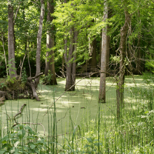 Sherburne Wildlife Management Area (WMA)